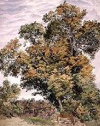 Thomas frederick collier Study of an Oak Tree Sweden oil painting artist